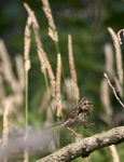 Lincolns Sparrow 9443
